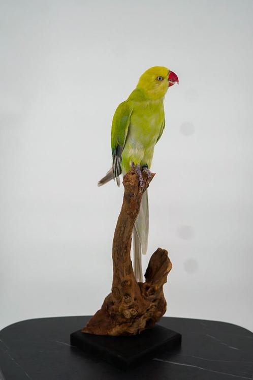 Opgezette Bergparkiet - Wildernis Atelier, Verzamelen, Dierenverzamelingen, Nieuw, Opgezet dier, Vogel, Ophalen of Verzenden