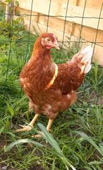 Kippen bruine Lohmann jonge hennen beschikbaar, Dieren en Toebehoren, Pluimvee, Vrouwelijk, Kip