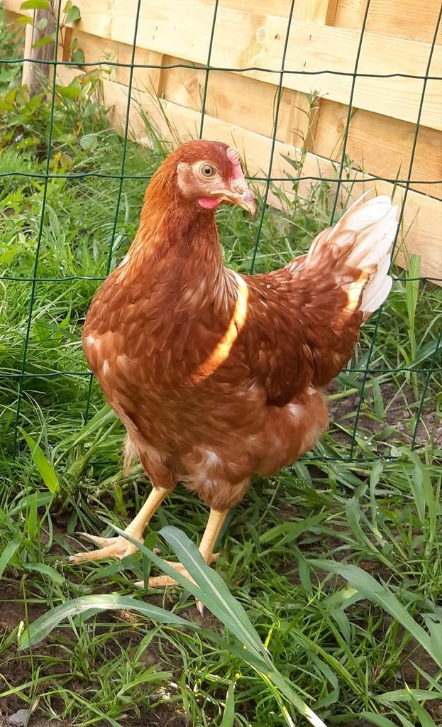 Kippen bruine Lohmann jonge hennen beschikbaar, Animaux & Accessoires, Volatiles, Poule ou poulet, Femelle