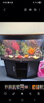 Aquarium 300l met buitenfilter en visbestand, Ophalen, Gebruikt, Gevuld zoetwateraquarium