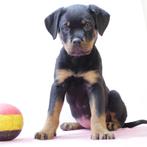 Machtige Rottweiler pups te koop (Belgisch), Dieren en Toebehoren, Honden | Bulldogs, Pinschers en Molossers, België, Handelaar