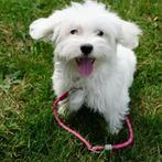 Millie - Maltezer pupje te koop (Belgisch), Dieren en Toebehoren, België, Maltezer, Handelaar, CDV (hondenziekte)