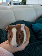 Cavia's, Dieren en Toebehoren, Cavia, Geslacht onbekend, Januari, Tam