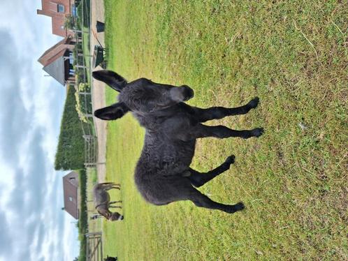 Mini ezel hengstje, Dieren en Toebehoren, Overige Dieren, Mei