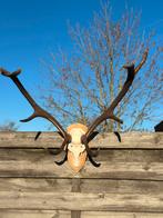 Gewei met schedel hert edelhert, Ophalen