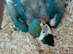 Handtamme blauw gele ara, Dieren en Toebehoren, Vogels | Overige Vogels