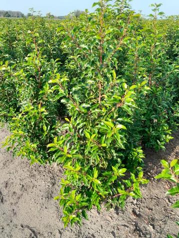 Prunus Lusitanica Brenelia disponible aux enchères