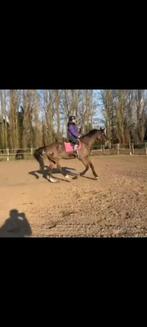 Halve stal gezocht!, Dieren en Toebehoren, Paarden