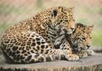 JAGUAR  WELPEN, Collections, Cartes postales | Animaux, Non affranchie, Animal sauvage, Envoi