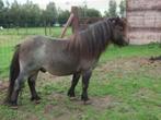 Shetland hengst, Dieren en Toebehoren, Niet van toepassing, Hengst, A pony (tot 1.17m), 11 jaar of ouder