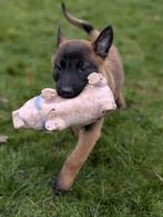 Pup Mechelse herder stamboom St Hubertus, Dieren en Toebehoren, Parvo, België, Fokker | Hobbymatig, Reu