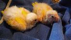 Kakariki uit nest, Dieren en Toebehoren, Geringd