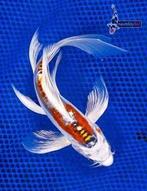 Butterfly koi, Karper of Koi