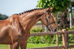 5jarige Flipper D’Elle Ruin, Dieren en Toebehoren, Paarden, Springpaard, Gechipt, Ruin, 3 tot 6 jaar