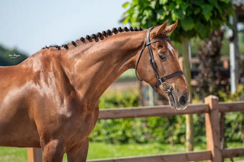 5jarige Flipper D’Elle Ruin, Dieren en Toebehoren, Paarden, Ruin, L, 160 tot 165 cm, 3 tot 6 jaar, Springpaard, Met stamboom, Gechipt