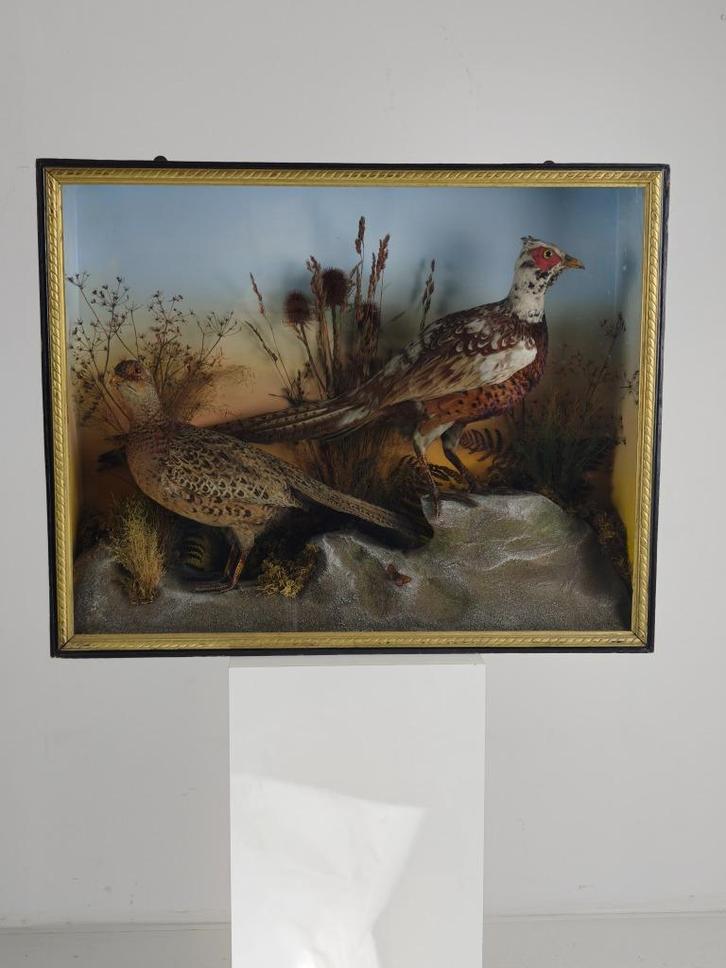 19e-eeuwse Vitrine-Taxidermie – Twee Fazanten, Antiek en Kunst, Curiosa en Brocante, Ophalen of Verzenden
