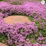 Thymus 'Magic carpet', Ophalen, Vaste plant, Bodembedekkers