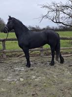 Heel mooi Arabo Fries, Dieren en Toebehoren, Merrie, Gechipt, Zadelmak, 7 tot 10 jaar