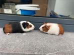 Jonge cavias, Dieren en Toebehoren, Knaagdieren, Cavia, Mannelijk, Juli, Tam