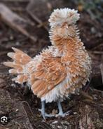 Padua krulveer krielkippen jonge hennen beschikbaar, Femelle, Poule ou poulet