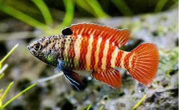 Black tijgerbaarsje zoetwater aquarium beschikbaar voor biedingen