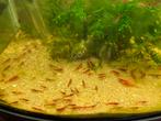 Neocaridina vuurgarnalen 15 stuks voor 10€ mooi rode, Dieren en Toebehoren, Vissen | Aquariumvissen, Kreeft, Krab of Garnaal