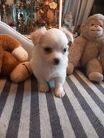 chihuahua, Dieren en Toebehoren, Honden | Chihuahua's en Gezelschapshonden, België, Particulier, 8 tot 15 weken, CDV (hondenziekte)