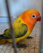 Mooie fischeri opaline euwing, Dieren en Toebehoren, Meerdere dieren, Dwergpapegaai of Agapornis, Geringd