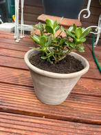 Prachtige geldboom/ jadeplant in mooie terracotta pot, Ophalen, Zo goed als nieuw