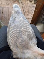 Knobbelgans koppel, Dieren en Toebehoren, Pluimvee, Meerdere dieren, Gans of Zwaan