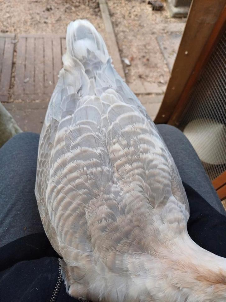 Knobbelgans koppel, Dieren en Toebehoren, Pluimvee, Gans of Zwaan, Meerdere dieren