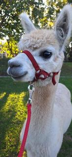 Wandel-alpaca hengst Rowan, Dieren en Toebehoren, Overige Dieren, Mei, Mannelijk