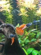Full red albino ×  metal blue gras guppen, Dieren en Toebehoren