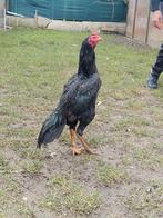 Jeune coq shamo/thaïlandais, Animaux & Accessoires