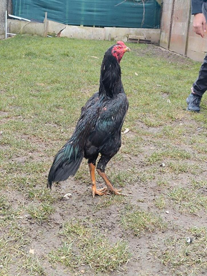 Jonge Shamo/Thaise haan, Dieren en Toebehoren, Pluimvee