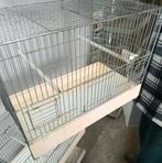 Kanaries, Animaux & Accessoires, Oiseaux | Canaris