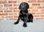 Labrador pups zwart en wit, Dieren en Toebehoren, België, Fokker | Hobbymatig, CDV (hondenziekte), 8 tot 15 weken