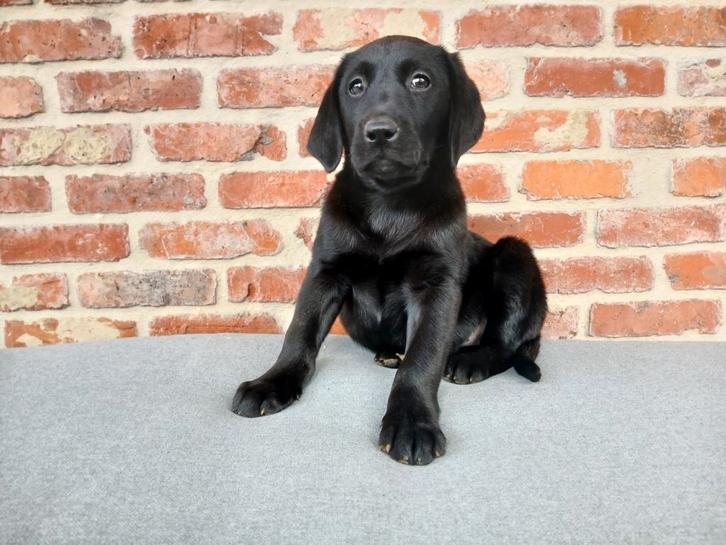 Labrador pups zwart en wit, Animaux & Accessoires, Chiens | Retrievers, Épagneuls & Chiens d'eau, Plusieurs animaux, Labrador retriever