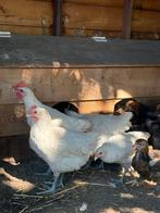 Poules de bresse hennen, Dieren en Toebehoren