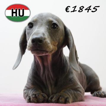 Teckel Korthaar - pups te koop  beschikbaar voor biedingen