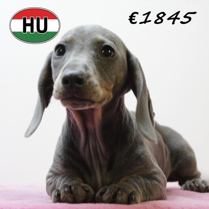 Teckel Korthaar - pups te koop, Dieren en Toebehoren, Honden | Teckels en Dashonden, Meerdere dieren, Korthaar, Dwerg, Handelaar