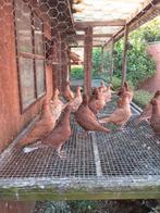 Kleurpostduiven, Animaux & Accessoires, Oiseaux | Pigeons, Plusieurs animaux, Pigeon voyageur