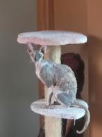 Cornish Rex poes, Dieren en Toebehoren, Poes, Gechipt