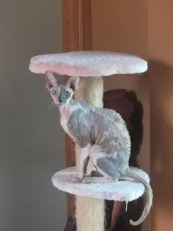 Cornish Rex poes beschikbaar voor biedingen