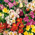 Zaden Alstroemeria mix oogst 2024, Tuin en Terras, Ophalen of Verzenden