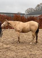 champagne dun aqha ruin van  3 jaar te koop, Dieren en Toebehoren, Gechipt, Minder dan 160 cm, Ruin, Zadelmak