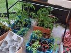 Tomatenplanten, Tuin en Terras, Ophalen, Volle zon, Groenteplanten, Eenjarig