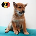 Shiba Inu (mâles) chiots belges à vendre, Commerçant, Chien (mâle), Autres races, Belgique