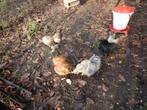jonge haantjes te koop, Dieren en Toebehoren, Mannelijk, Kip