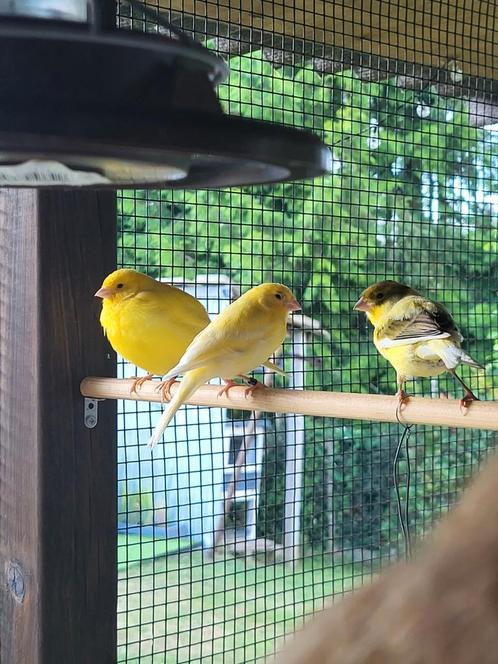 4 mooie kanaries van 2025, Dieren en Toebehoren, Vogels | Kanaries, Zangkanarie, Meerdere dieren